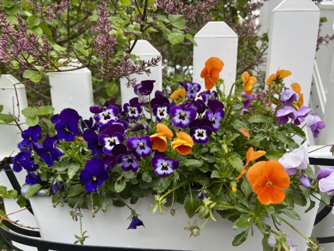 Spring’s official start nearly here — a checklist for work in the garden